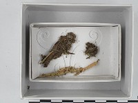 登錄號:F0018514藏品圖，第1張