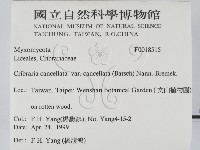 登錄號:F0018515藏品圖，第2張