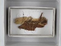 登錄號:F0018515藏品圖，第1張