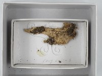 登錄號:F0018518藏品圖，第1張