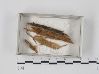 登錄號:F0018522藏品圖，第1張