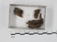 登錄號:F0018526藏品圖，第1張