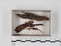 登錄號:F0018528藏品圖，第1張