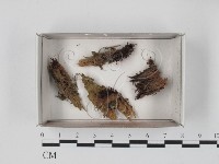 登錄號:F0018529藏品圖，第1張