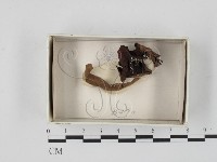 登錄號:F0018530藏品圖，第1張