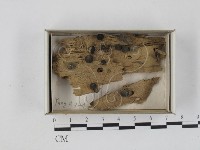 登錄號:F0018533藏品圖，第1張