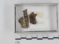 登錄號:F0018534藏品圖，第1張