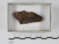 登錄號:F0018535藏品圖，第1張
