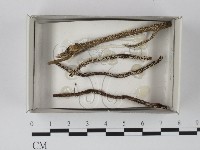登錄號:F0018536藏品圖，第1張