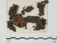 登錄號:F0018541藏品圖，第1張