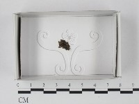 登錄號:F0018546藏品圖，第1張