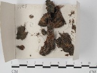 登錄號:F0018547藏品圖，第1張