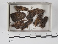 登錄號:F0018554藏品圖，第1張