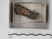 登錄號:F0018558藏品圖，第1張