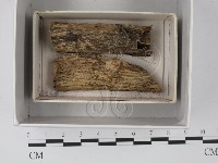 登錄號:F0018559藏品圖，第1張