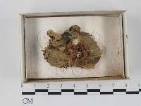 登錄號:F0018562藏品圖，第1張