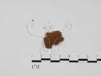 登錄號:F0018568藏品圖，第1張