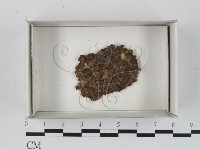 登錄號:F0018585藏品圖，第1張