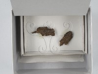 登錄號:F0018586藏品圖，第1張