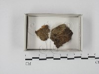 登錄號:F0018593藏品圖，第1張