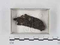 登錄號:F0018595藏品圖，第1張