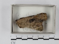 登錄號:F0018602藏品圖，第1張