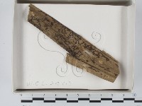 登錄號:F0018603藏品圖，第1張