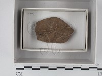館號:F0018604藏品圖，第1張