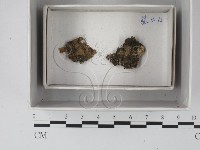 館號:F0018610藏品圖，第1張