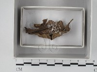 登錄號:F0018618藏品圖，第1張