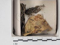 登錄號:F0018620藏品圖，第1張