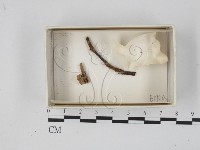 登錄號:F0018621藏品圖，第1張