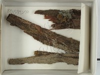 登錄號:F0018629藏品圖，第1張