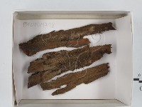 登錄號:F0018633藏品圖，第1張