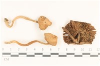 登錄號:F0018635藏品圖，第1張