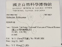 炭角菌屬藏品圖，第2張