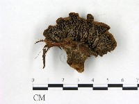 登錄號:F0018638藏品圖，第1張