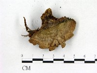 登錄號:F0018638藏品圖，第3張