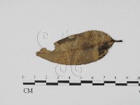 登錄號:F0018642藏品圖，第1張