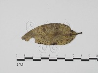登錄號:F0018642藏品圖，第3張