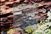 登錄號:F0018644藏品圖，第4張