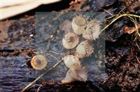 登錄號:F0018646藏品圖，第4張