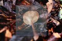 登錄號:F0018647藏品圖，第4張