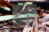 登錄號:F0018647藏品圖，第5張