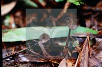 登錄號:F0018647藏品圖，第6張