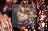 登錄號:F0018648藏品圖，第4張