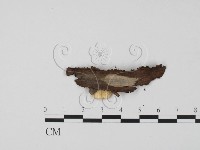 登錄號:F0018649藏品圖，第3張