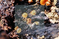 登錄號:F0018650藏品圖，第3張