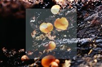 登錄號:F0018650藏品圖，第4張