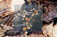 登錄號:F0018650藏品圖，第5張